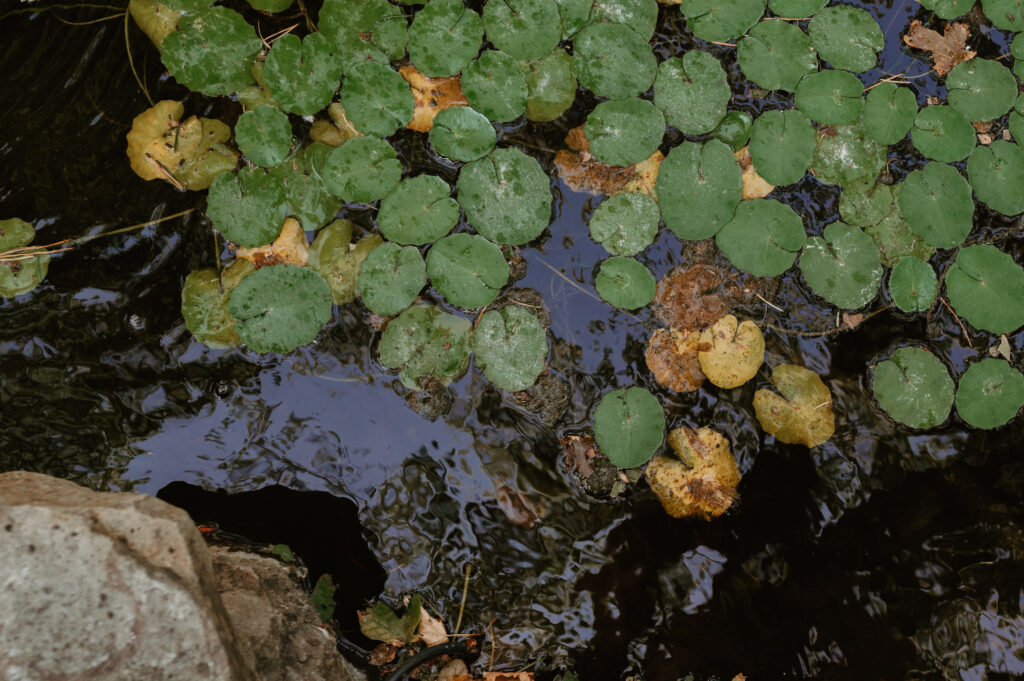 pond at the griffin house 